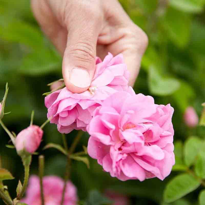 Dior Forever and Ever EDT | My Perfume Shop